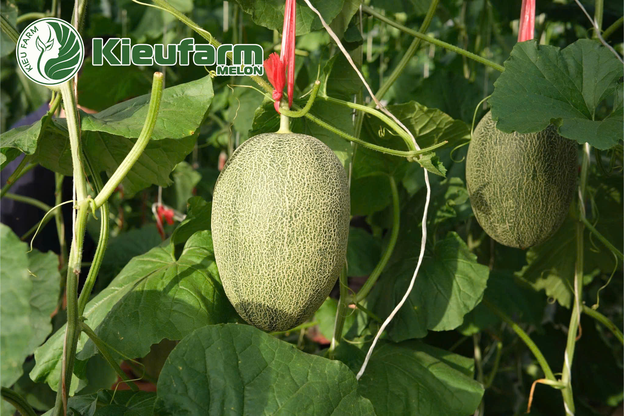 Khi lựa chọn giống dưa lưới F1 năng suất cao, điều quan trọng không chỉ nằm ở năng suất mà còn ở khả năng thích nghi, chất lượng trái và sự ổn định giữa các vụ.