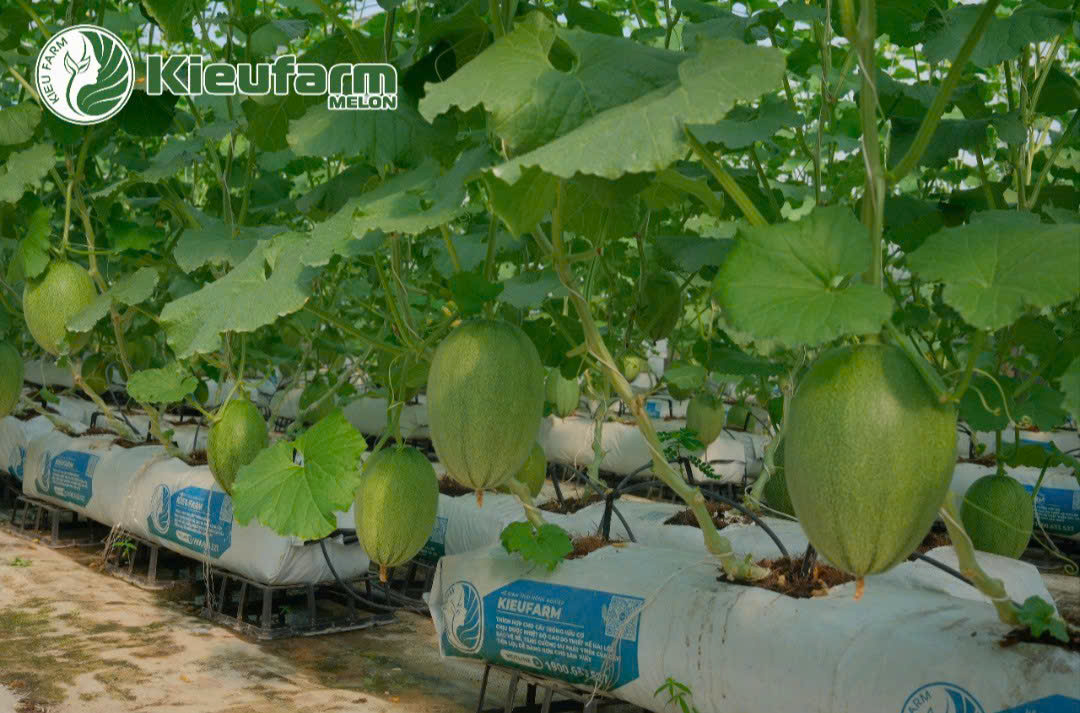 Giá thể đúng chuẩn sẽ giúp cây con phát triển khỏe mạnh, rễ ăn sâu và lan rộng.