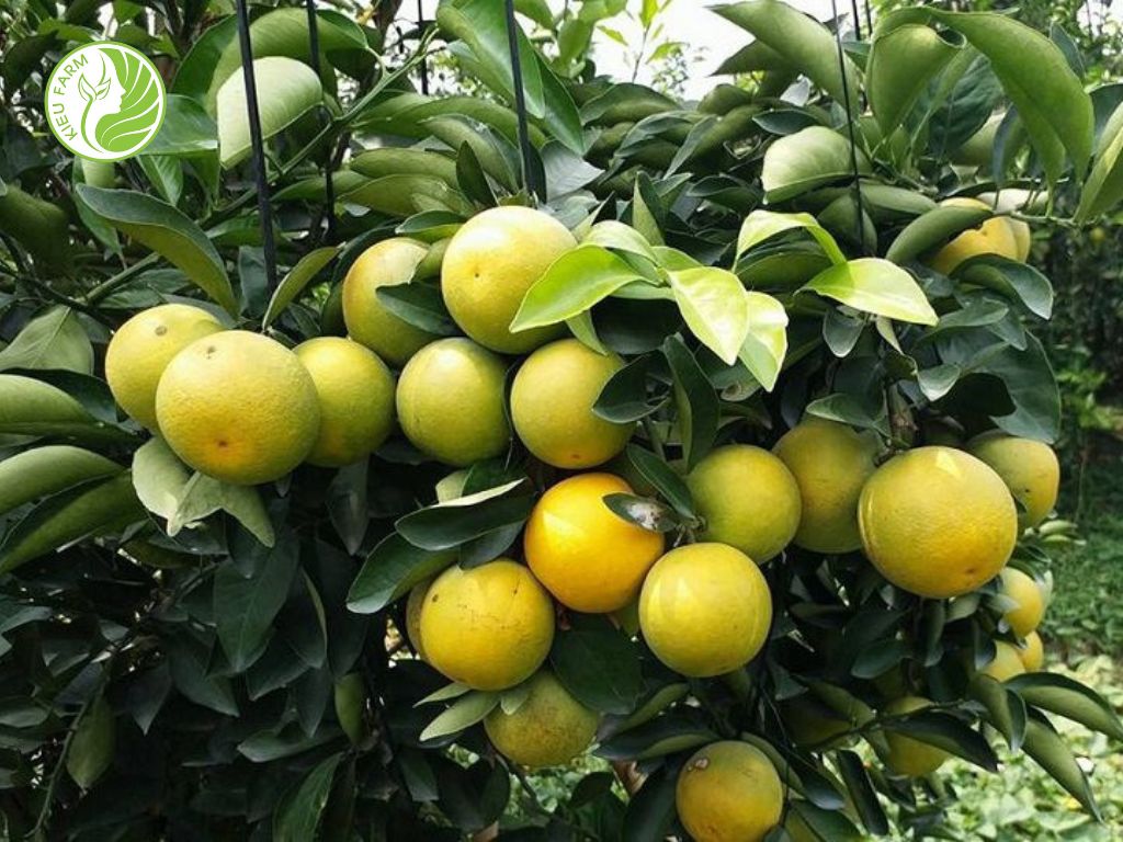 Cam Xoàn Lai Vung Kiều Farm - 1kg