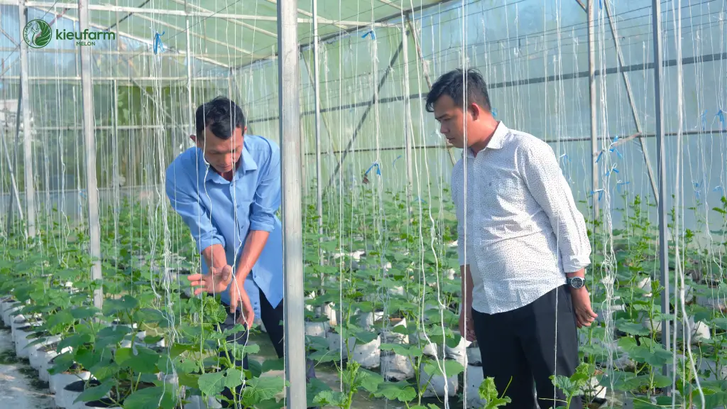 Chuyển giao kỹ thuật trồng dưa lưới