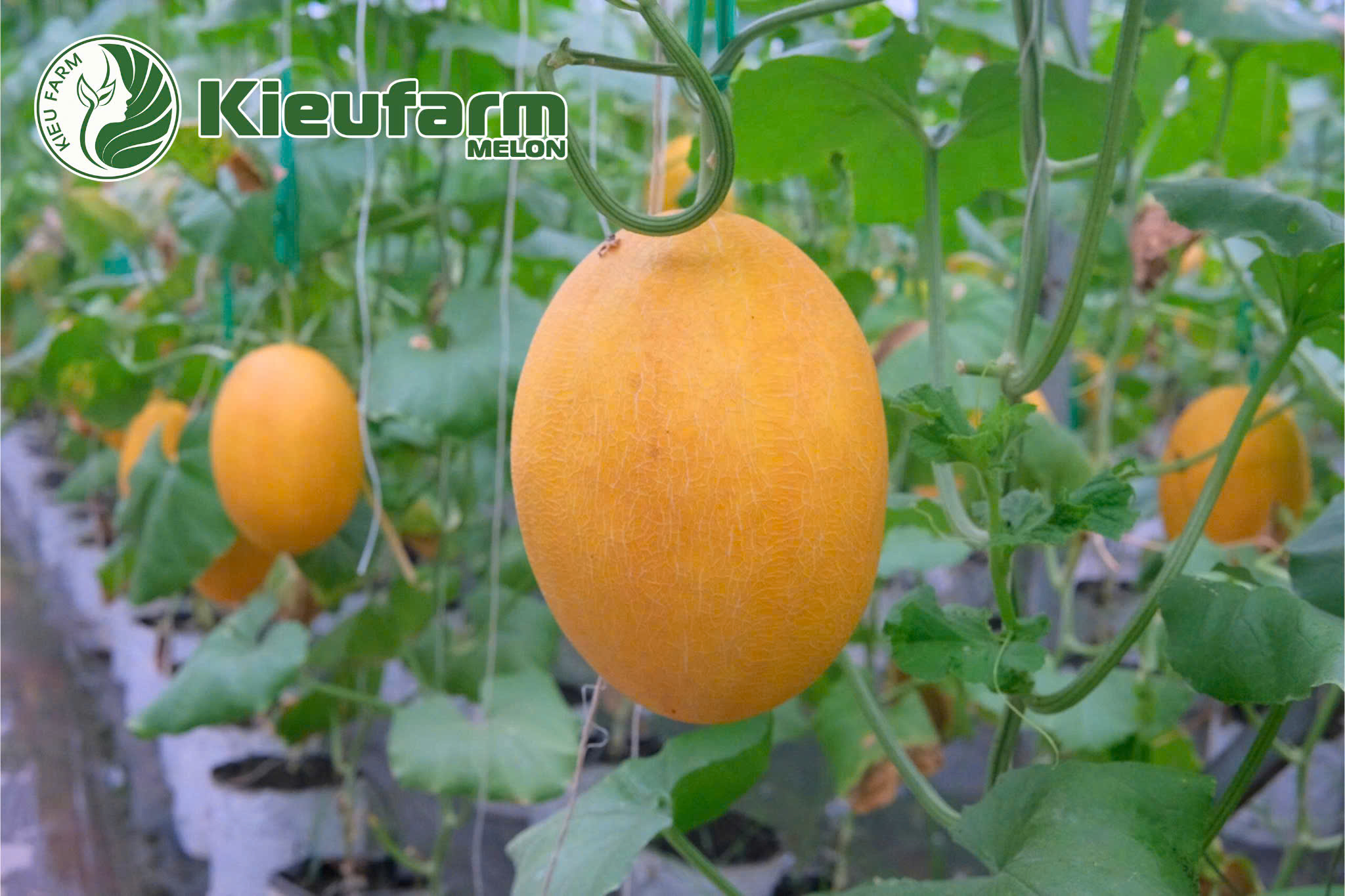 Khi lựa chọn giống cho mô hình nhà màng, người trồng luôn ưu tiên những dòng F1 vừa khỏe, vừa cho trái đẹp, năng suất ổn định và phù hợp thị trường.