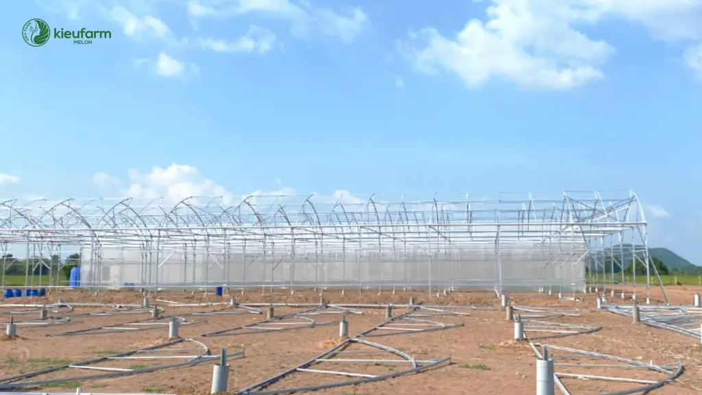 Dự án nhà màng dưa lưới Lifarm - Bình Thuận
