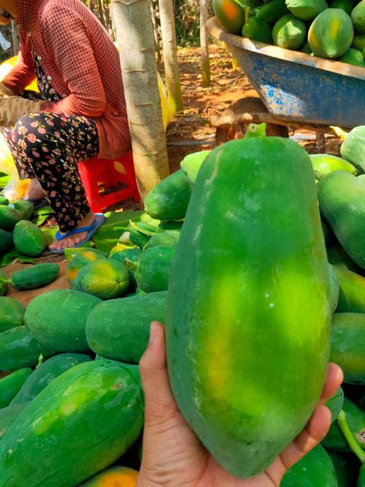Đu Đủ giống Nhật KieuFarm - 1kg