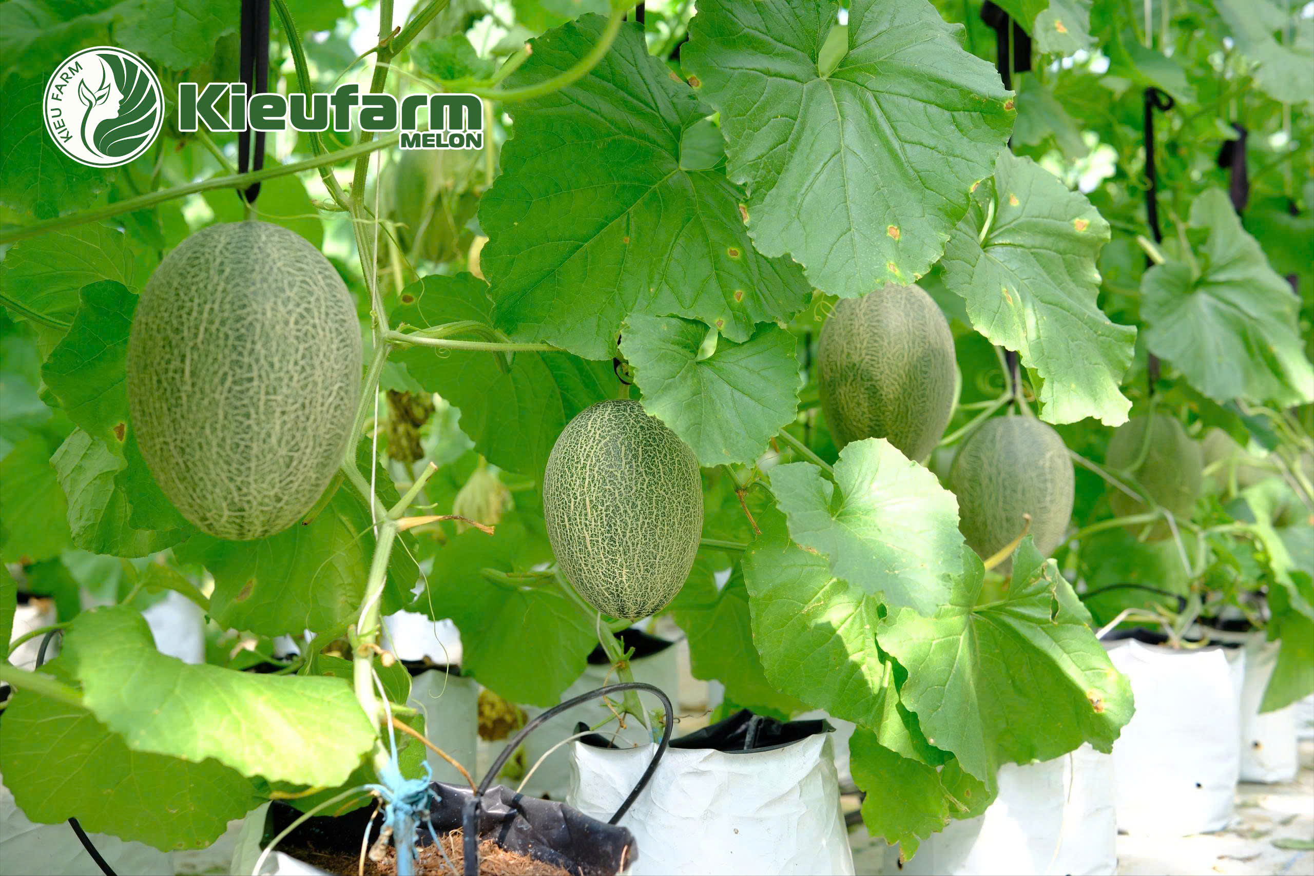 Việt Nam đã hoàn toàn tự chủ được nguồn dưa lưới chất lượng cao