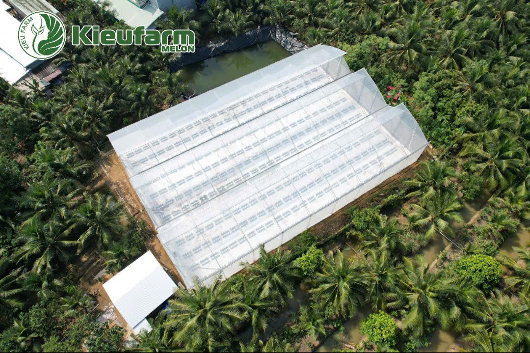 Kieufarm là nơi sinh ra những trái dưa lưới ngon ngọt, giòn mát, phát triển cân đối, ngoại hình đẹp ấn tượng.