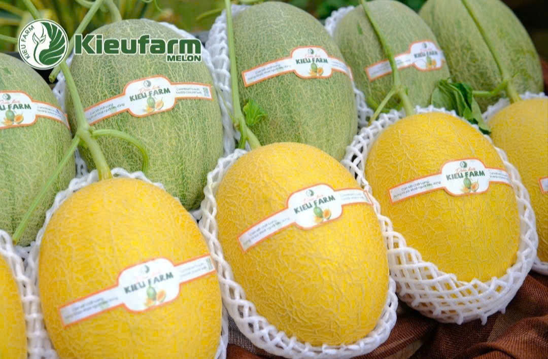 Nếu bạn đang băn khoăn dưa lưới ngon nhất ở đâu, lựa chọn đáng tin cậy hiện nay chính là Kieufarm.