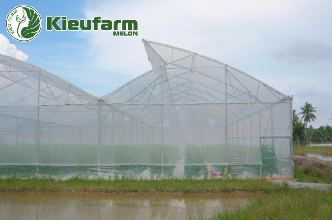 Hệ thống nhà màng được thiết kế bài bản sẽ ảnh hưởng đến chất lượng từng vụ, chi phí vận hành và độ bền của công trình.