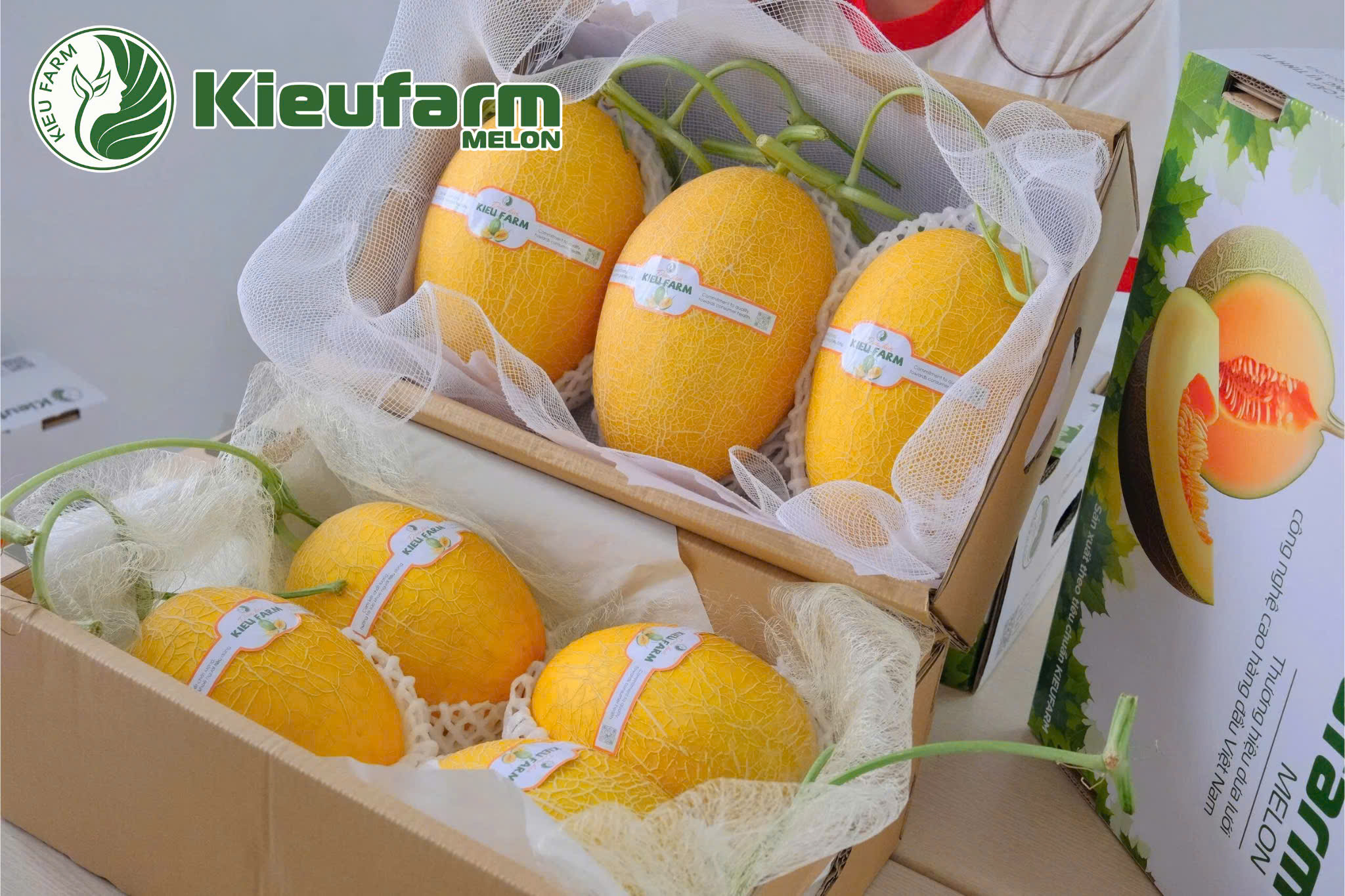 Dưa lưới vàng KF25 là sản phẩm chủ lực được trồng theo quy trình chuẩn nông nghiệp sạch tại Kieufarm.