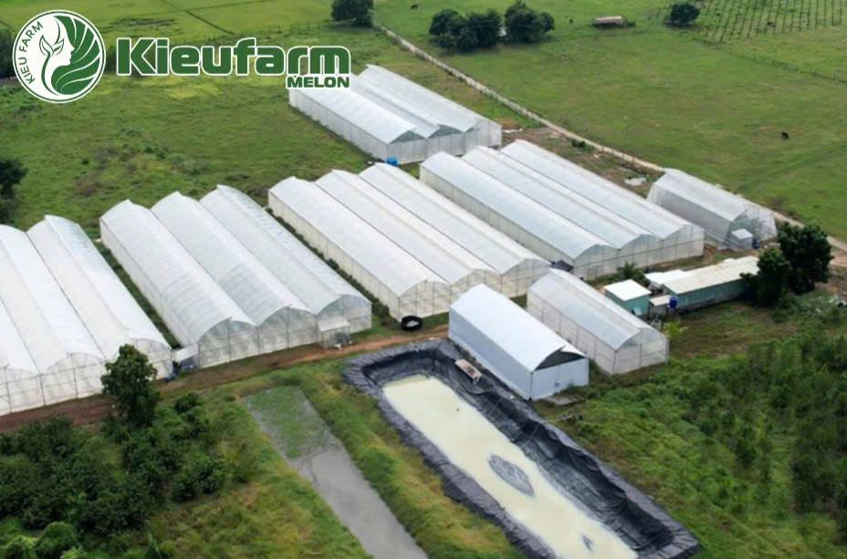Dưa lưới Kieufarm đều được chăm sóc theo mô hình canh tác sạch – công nghệ cao trong nhà màng khép kín.
