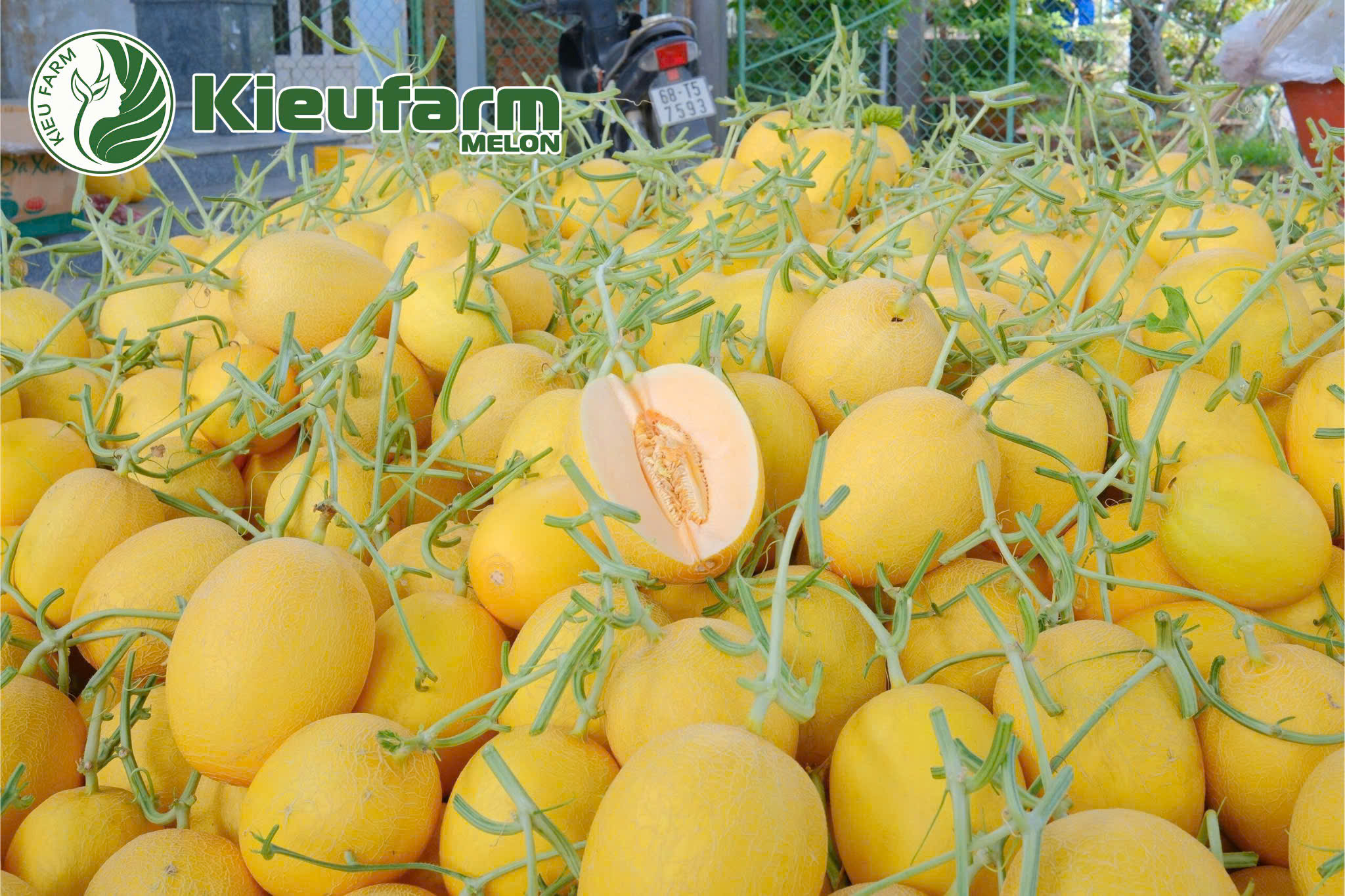 Nhu cầu tiêu thụ dưa lưới ngày càng mở rộng, việc đảm bảo nguồn hàng sạch – an toàn – ổn định trở thành ưu tiên hàng đầu.