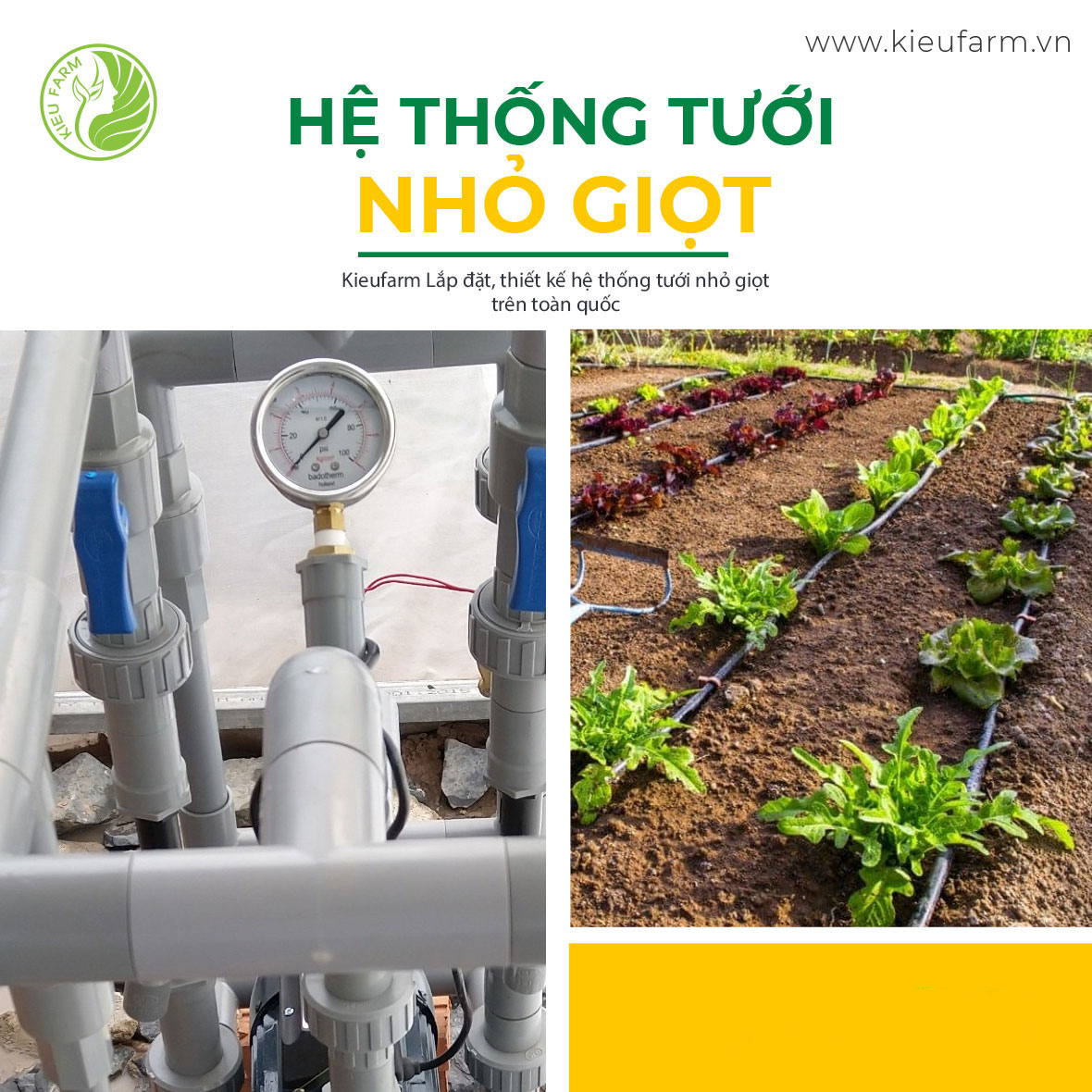 Lắp Đặt Hệ Thống Tưới Nhỏ Giọt Diện Rộng