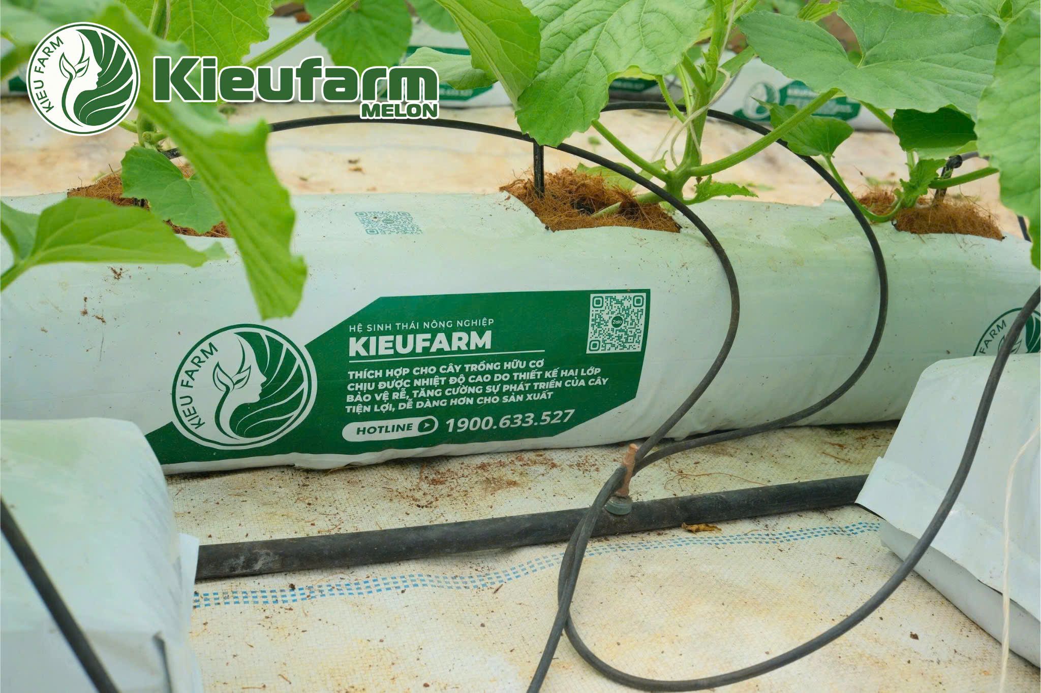 Hệ thống tưới nhỏ giọt được xem là giải pháp phải nghĩ đến đầu tiên khi đầu tư dưa lưới bài bản