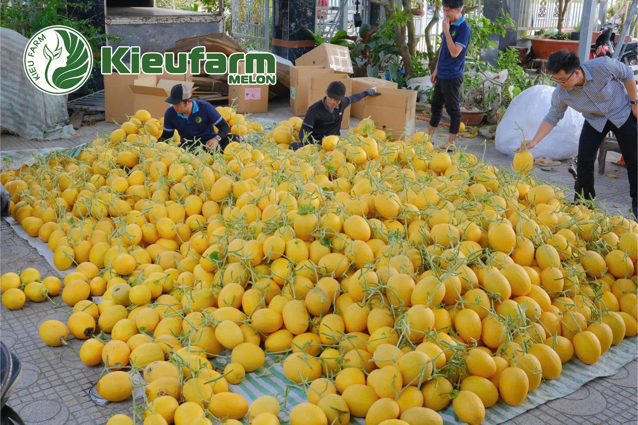 Hợp tác xã là nền tảng quan trọng giúp ngành dưa lưới Việt Nam tiến gần hơn với các mô hình nông nghiệp hiện đại trên thế giới.