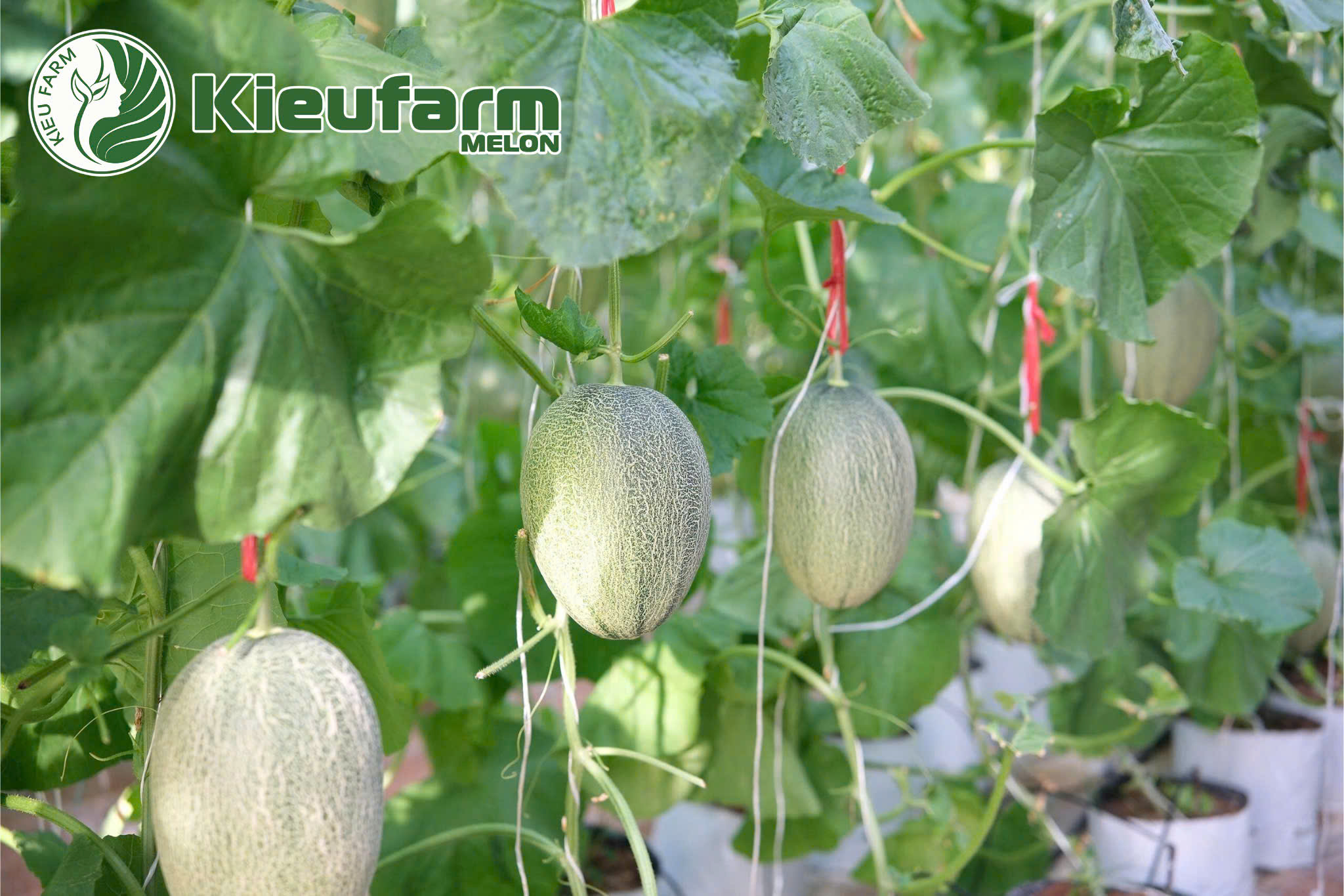 Kieufarm cung cấp giống dưa lưới F1 năng suất cao với chất lượng ổn định, được nhiều trang trại tin dùng.