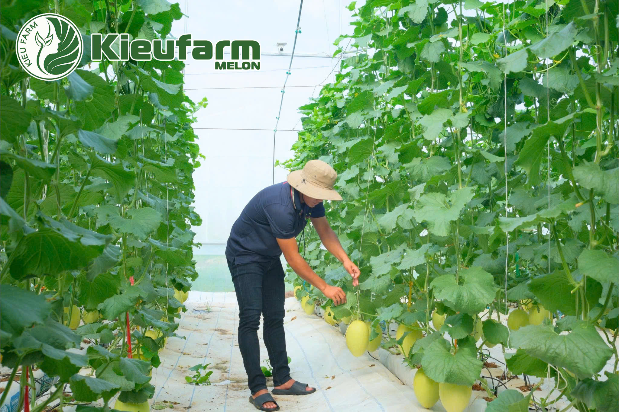 Kéo dài thời gian thu hoạch dưa lưới giúp quá trình thu gom trái diễn ra đều hơn, ổn định hơn và kiểm soát tốt năng suất theo nhu cầu đầu ra.