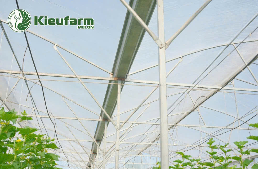 Mô hình nhà màng chuẩn giúp điều tiết thu hoạch chuẩn.