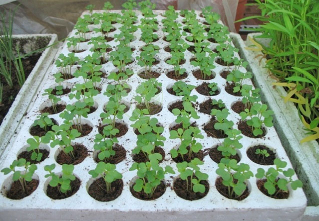 Khay xốp ươm hạt - 84 lỗ