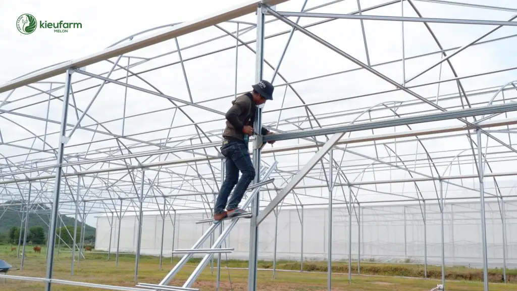Làm nhà màng trồng dưa lưới cùng Kieufarm