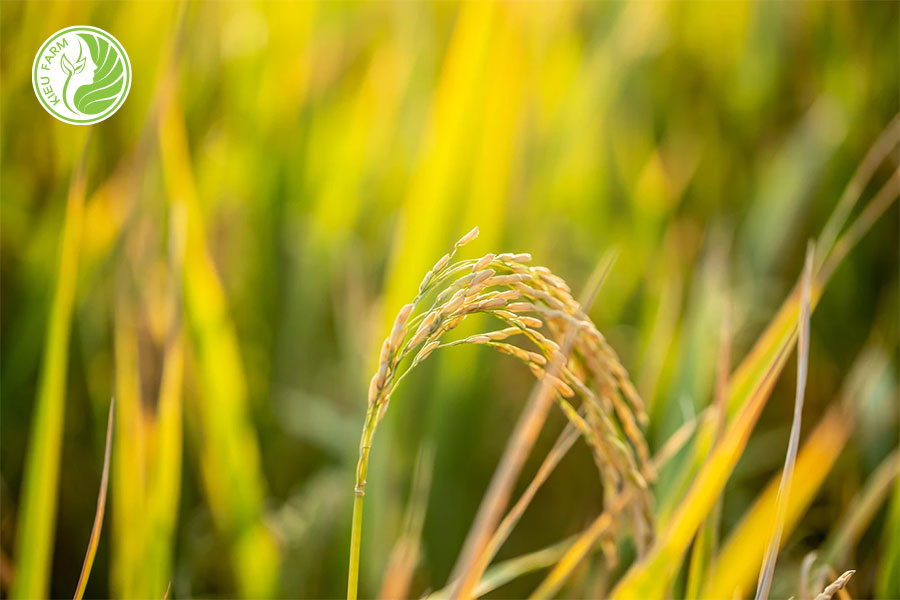 Vi sinh phân giải xác bã hữu cơ, tiêu diệt mầm bệnh Agro - Gelbotrac Trichoderma