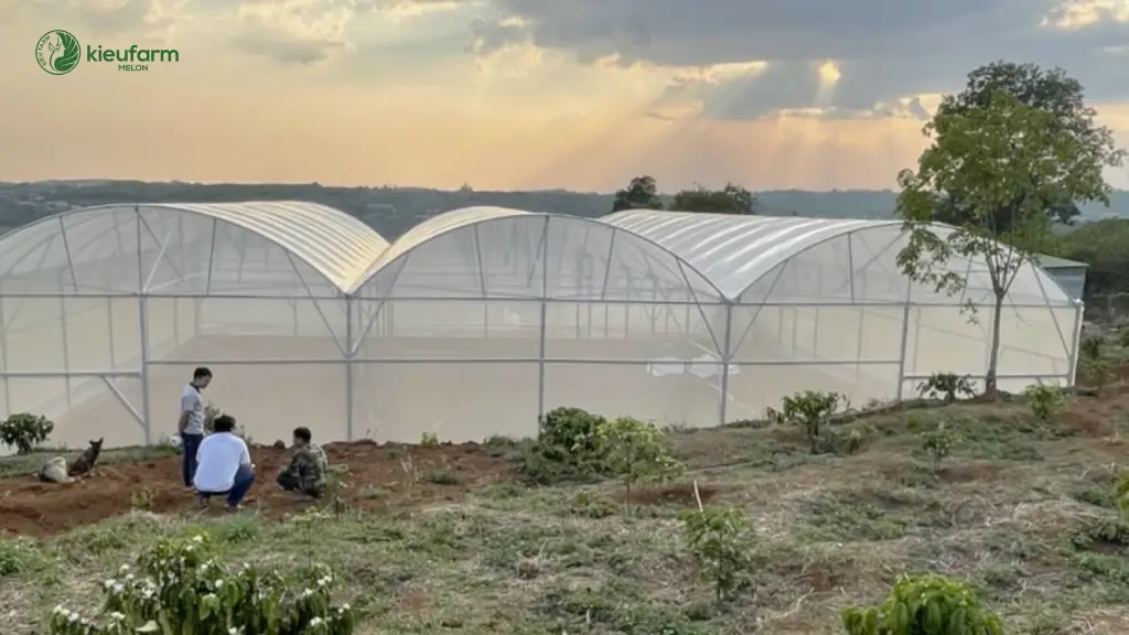 he sinh thai dua luoi kieufarm