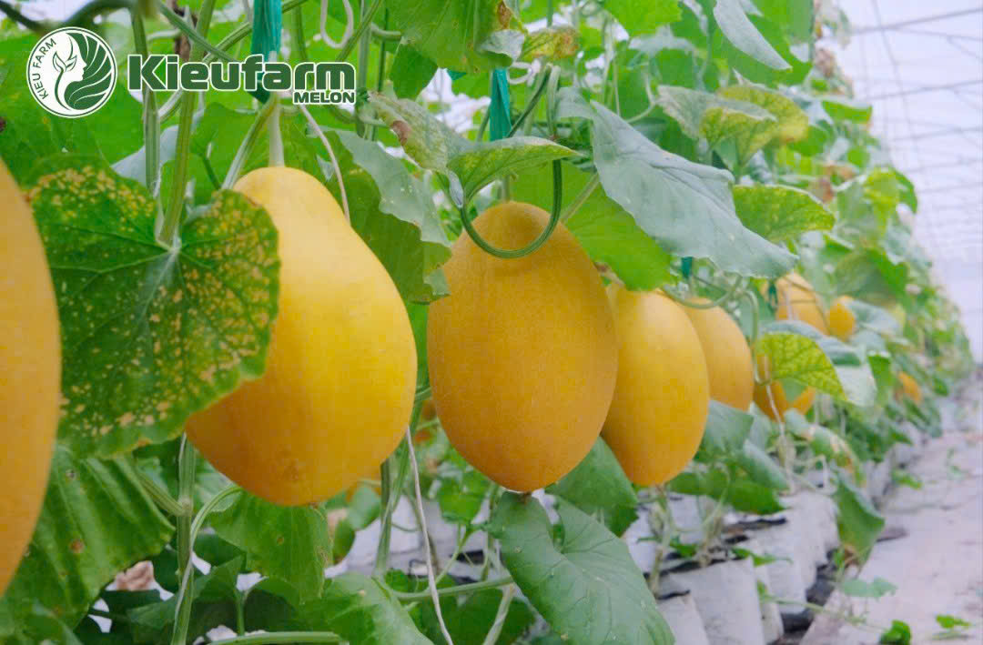 Giai đoạn nuôi trái và tích lũy đường quyết định độ ngon ngọt và hình thái đẹp của dưa lưới.