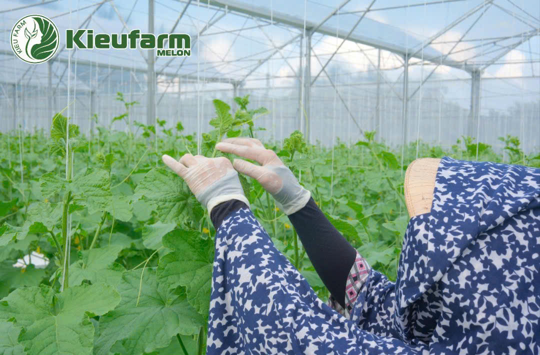 Môi trường lý tưởng sẽ giúp cây phát triển khỏe, trái đạt giá trị cao, mang lại lợi nhuận lâu dài.