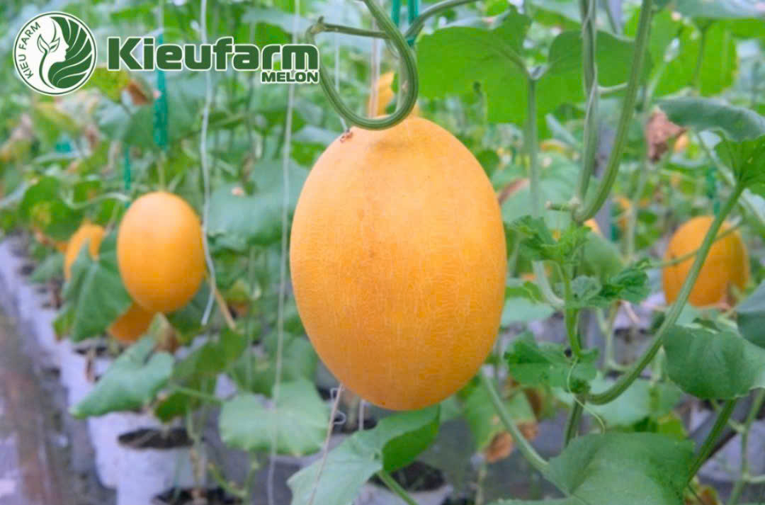 Dưa lưới nhà màng có độ đường ổn định, thịt giòn, ruột dày và chất lượng đồng đều.