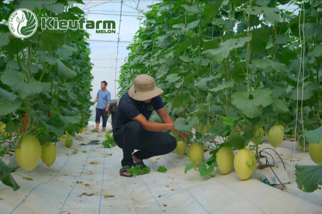 Kieufarm tự hào là đơn vị cung cấp những dòng dưa lưới đạt tiêu chuẩn tươi - ngon - sạch - đẹp.
