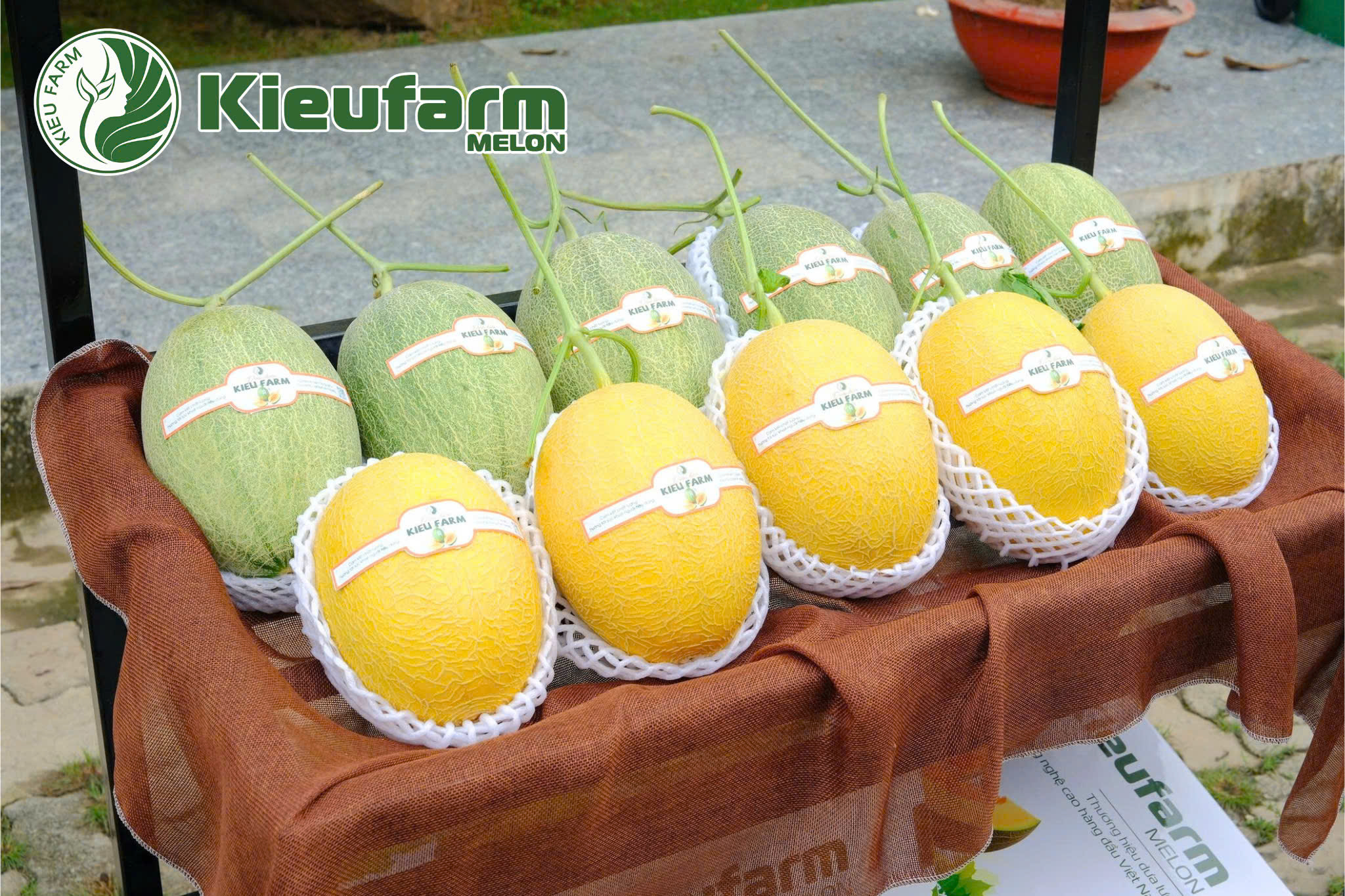 Ưu tiên những quả có dáng tròn đều, cân đối, bề mặt có lớp lưới rõ, gân đều.