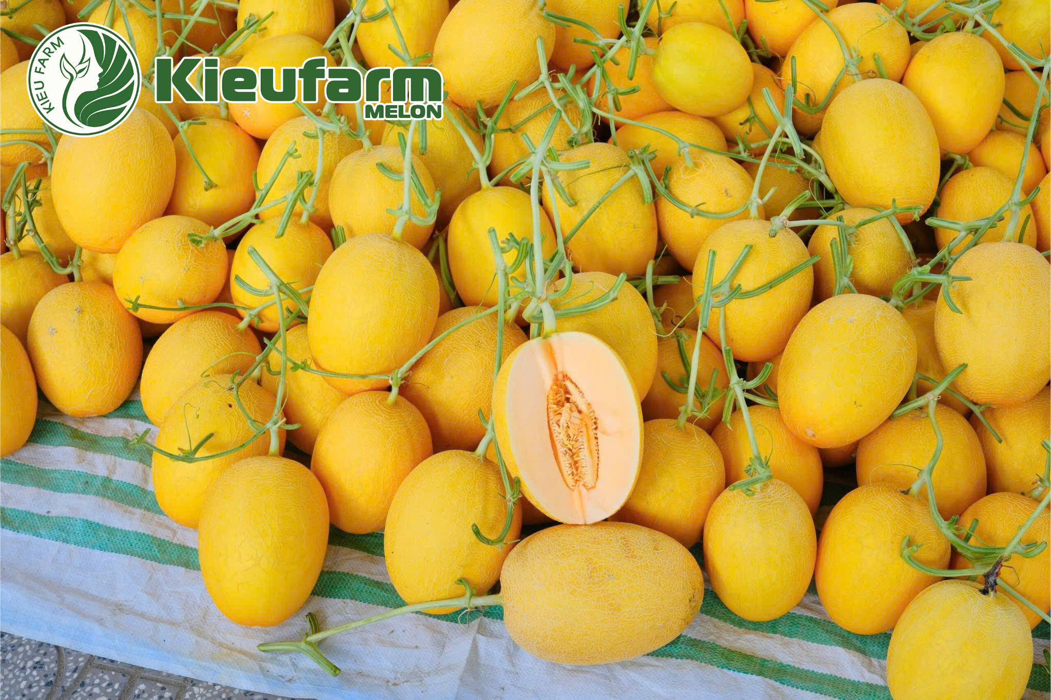 Dưa lưới Kieufarm được theo dõi từ giai đoạn thụ phấn, nuôi trái đến thu hoạch, đồng nhất về chất lượng.