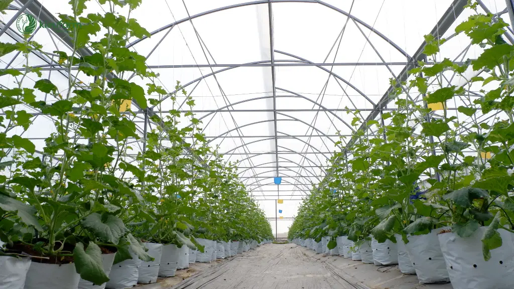 Lợi ích của nhà màng trồng dưa lưới