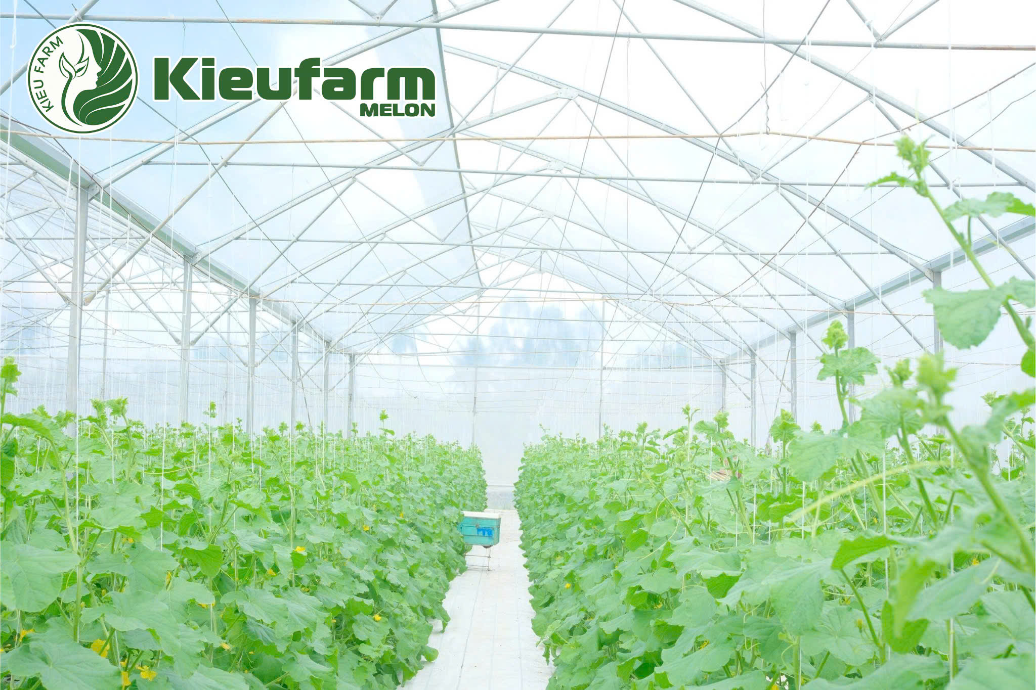 Mô hình không cần canh tưới thủ công, phù hợp với sản xuất quy mô lớn hoặc nhà màng dưa lưới.