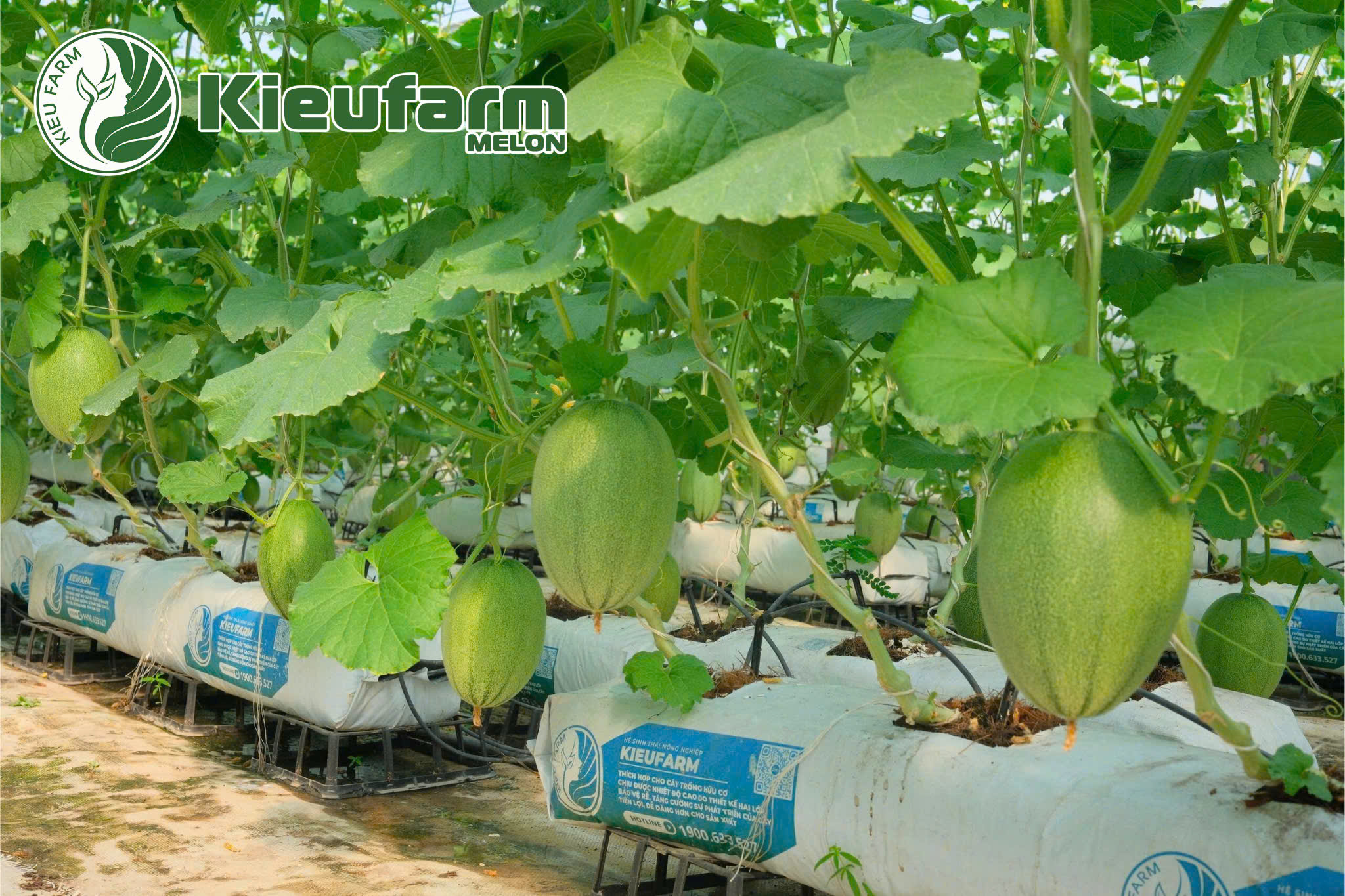 Bảo trì định kỳ sẽ giúp hệ thống tưới nhỏ giọt vận hành ổn định và mang lại hiệu quả lâu dài.