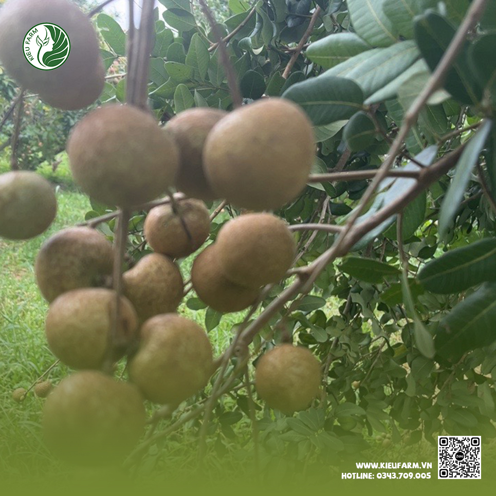 Sản phẩm đạt chứng nhận VietGAP tại Kieu Farm
