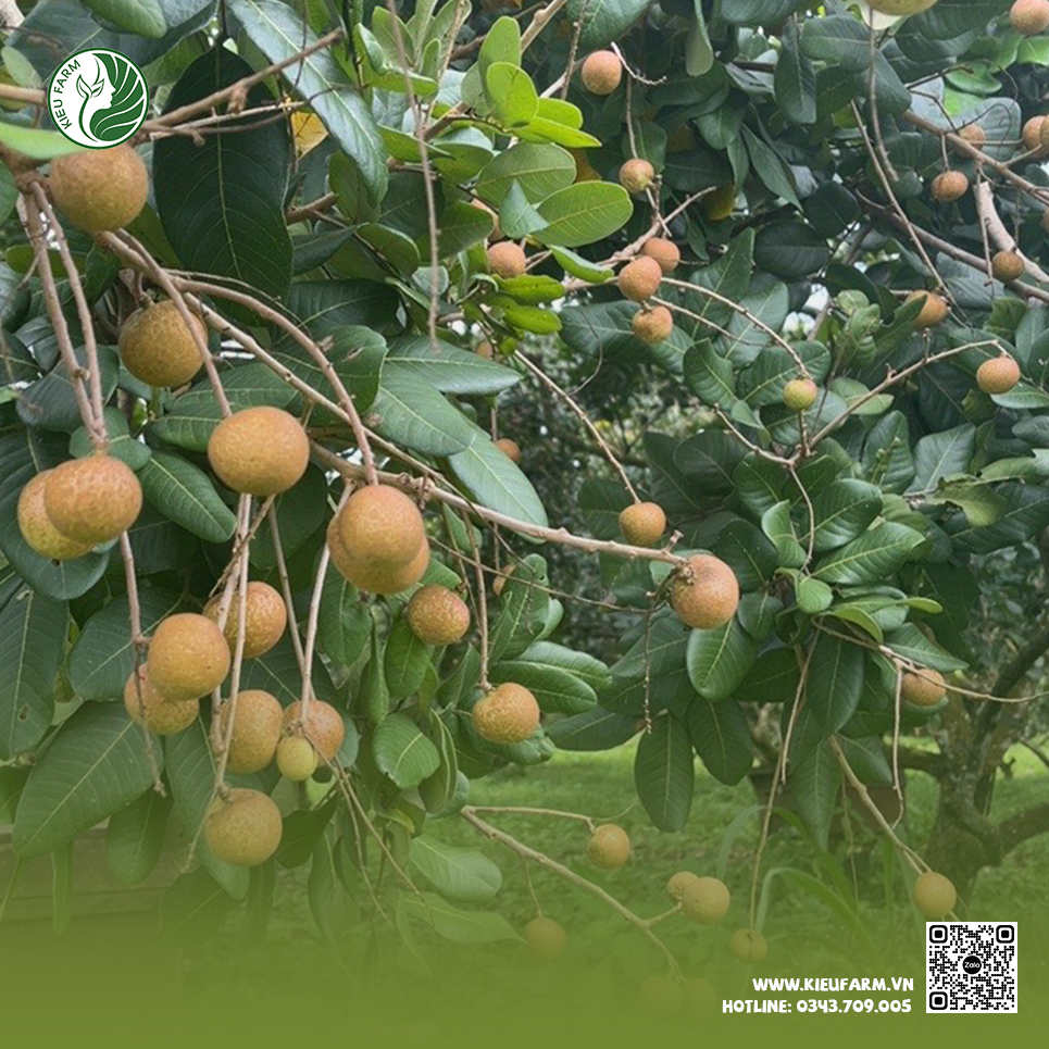 Thanh Nhãn (Nhãn Bắp Cải) Kieu Farm