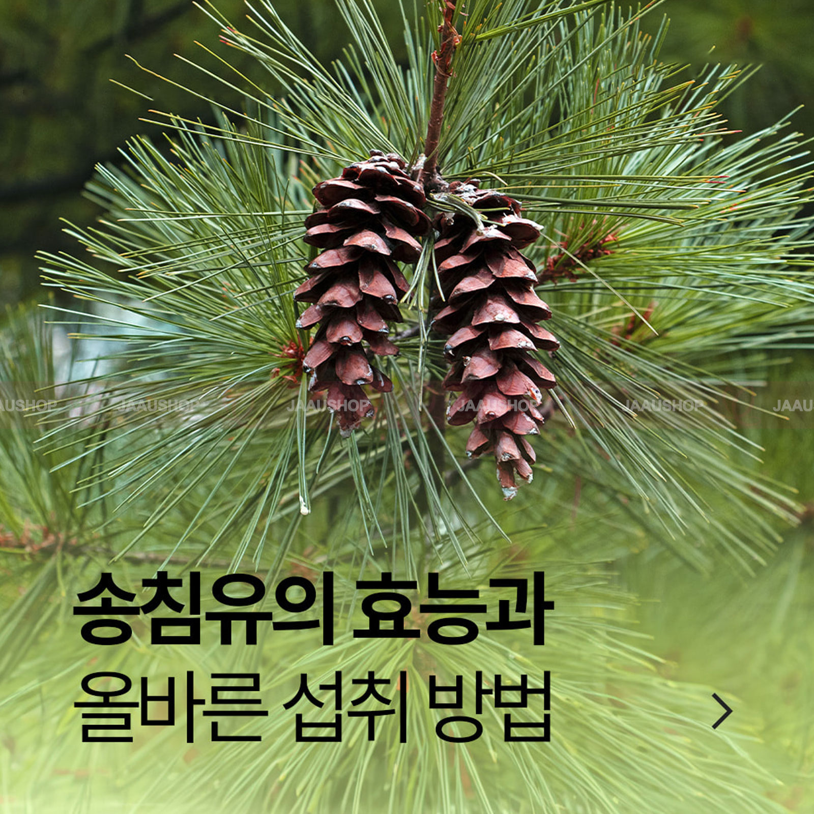 Ai nên uống tinh dầu thông đỏ? Những điều cần lưu ý khi sử dụng?