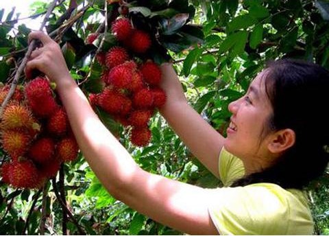 TOUR MIỀN TÂY MỸ THO - BẾN TRE 1 NGÀY