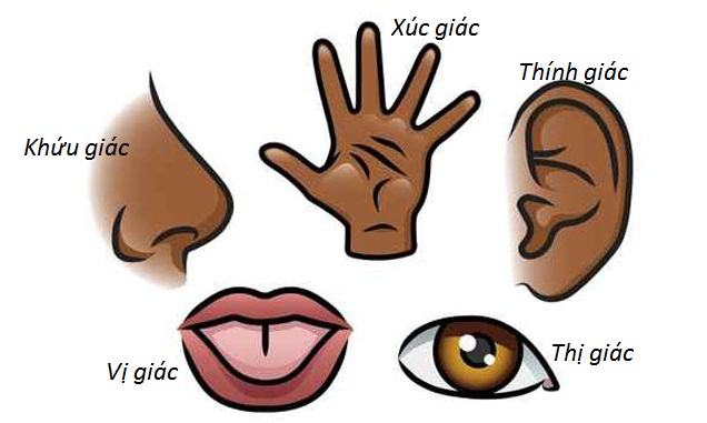 Gợi ý giáo án STEAM 3 4 tuổi khám phá khoa học chi tiết