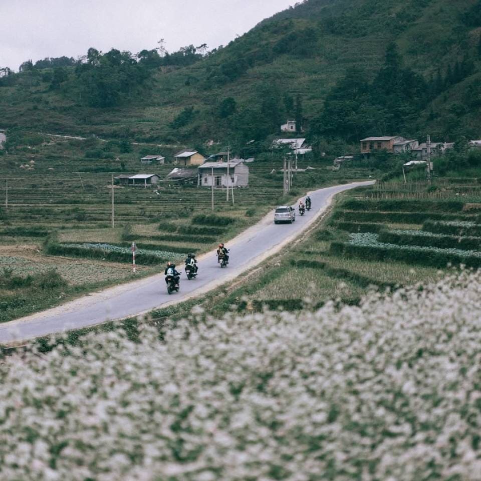 chiêm ngưỡng hoa tam giác mạch khi phượt bằng xe máy