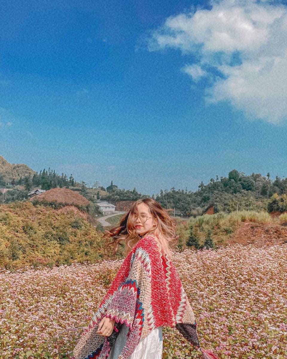 hoa tam giác mạch đẹp nhất vào tháng 10-12