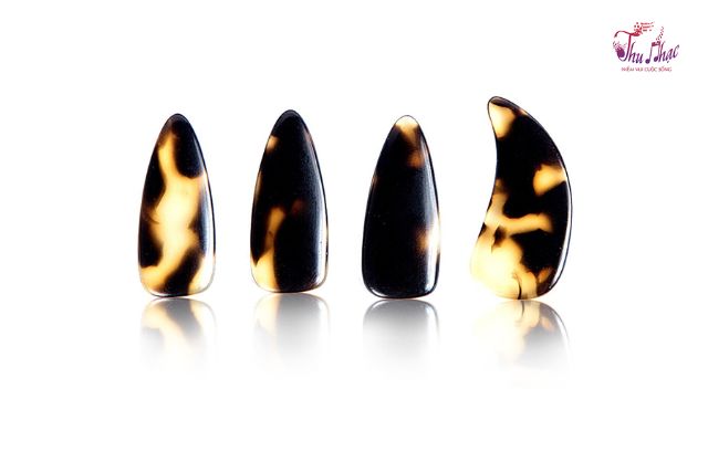 Móng đàn tranh giá tốt tại quận Bình Tân