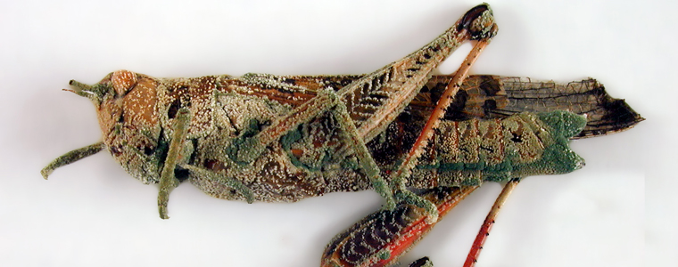 Nấm kí sinh gây bệnh cho côn trùng gây hại