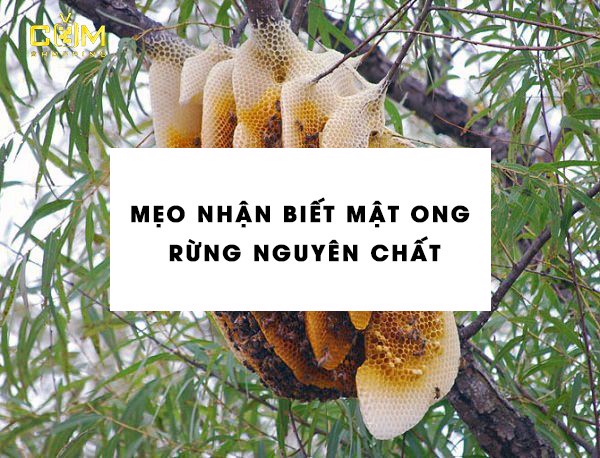 cách nhận biết mật ong rừng