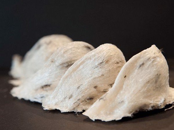 tổ yến sào tinh chế