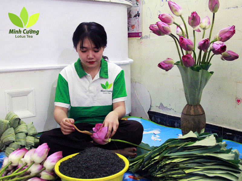 Làm trà bông sen tươi