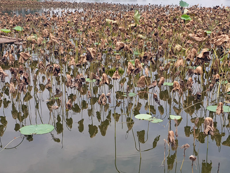 Một góc đầm sen bách diệp ven Hồ Tây bị mất mùa do lũ lụt
