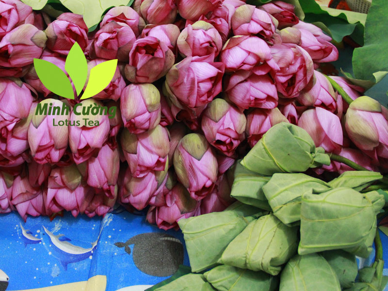Trà bông sen Tây Hồ Minh Cường