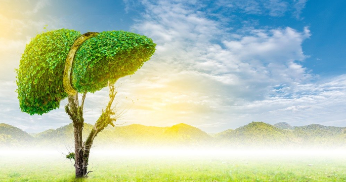 Nguyên nhân viêm gan