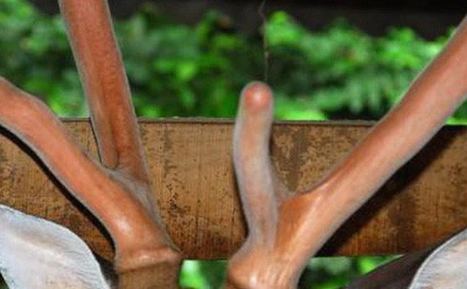 Tác dụng của nhung hươu 2