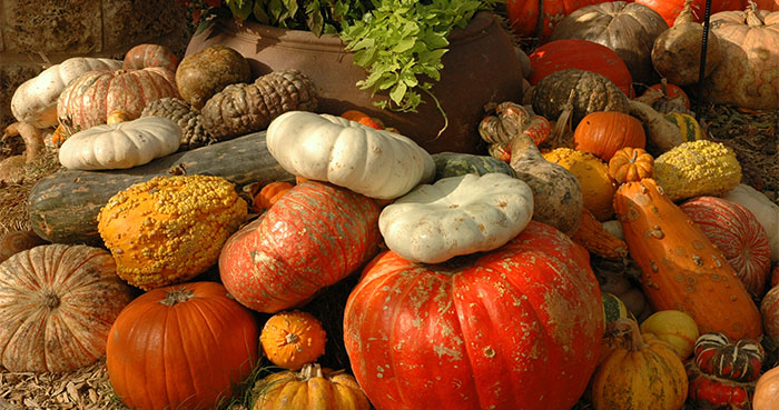 Tăng cường sức đề kháng bằng bí ngô